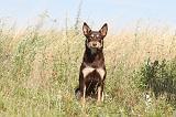 WORKING KELPIE 011